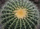 Echinocactus Grusonii